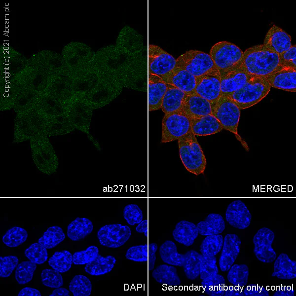 Immunocytochemistry/ Immunofluorescence - Anti-HUWE1/Mule antibody [EPR24361-13] (AB271032)