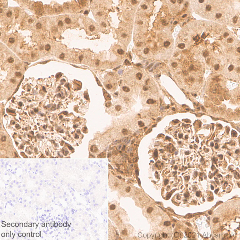 Immunohistochemistry (Formalin/PFA-fixed paraffin-embedded sections) - Anti-HUWE1/Mule antibody [EPR24361-13] (AB271032)