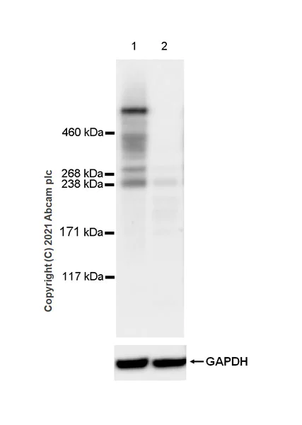 Western blot - Anti-HUWE1/Mule antibody [EPR24361-13] (AB271032)
