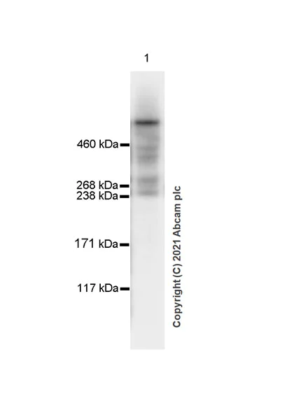 Western blot - Anti-HUWE1/Mule antibody [EPR24361-13] (AB271032)