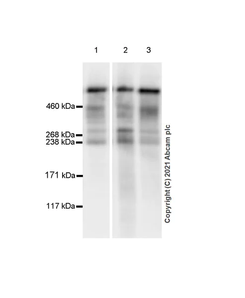 Western blot - Anti-HUWE1/Mule antibody [EPR24361-13] (AB271032)