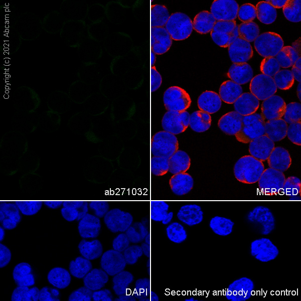 Immunocytochemistry/ Immunofluorescence - Anti-HUWE1/Mule antibody [EPR24361-13] - BSA and Azide free (ab282738), expandable thumbnail
