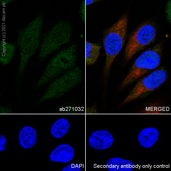 Immunocytochemistry/ Immunofluorescence - Anti-HUWE1/Mule antibody [EPR24361-13] - BSA and Azide free (ab282738), expandable thumbnail