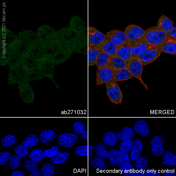 Immunocytochemistry/ Immunofluorescence - Anti-HUWE1/Mule antibody [EPR24361-13] - BSA and Azide free (ab282738), expandable thumbnail