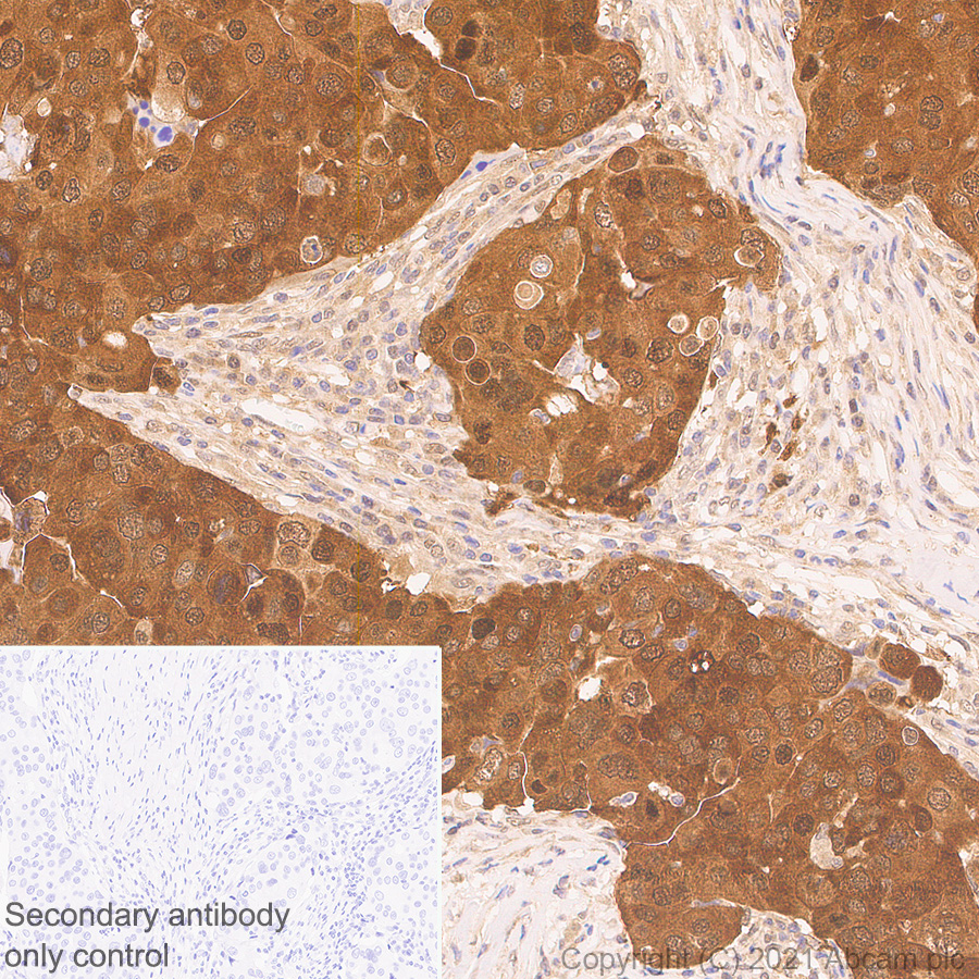Immunohistochemistry (Formalin/PFA-fixed paraffin-embedded sections) - Anti-HUWE1/Mule antibody [EPR24361-13] - BSA and Azide free (AB282738), expandable thumbnail