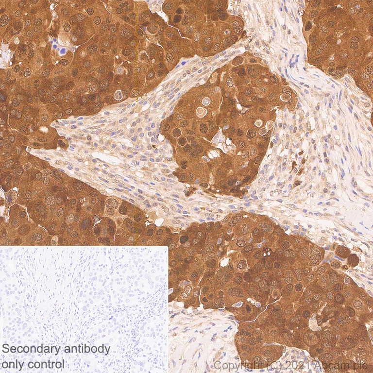Immunohistochemistry (Formalin/PFA-fixed paraffin-embedded sections) - Anti-HUWE1/Mule antibody [EPR24361-13] - BSA and Azide free (AB282738)