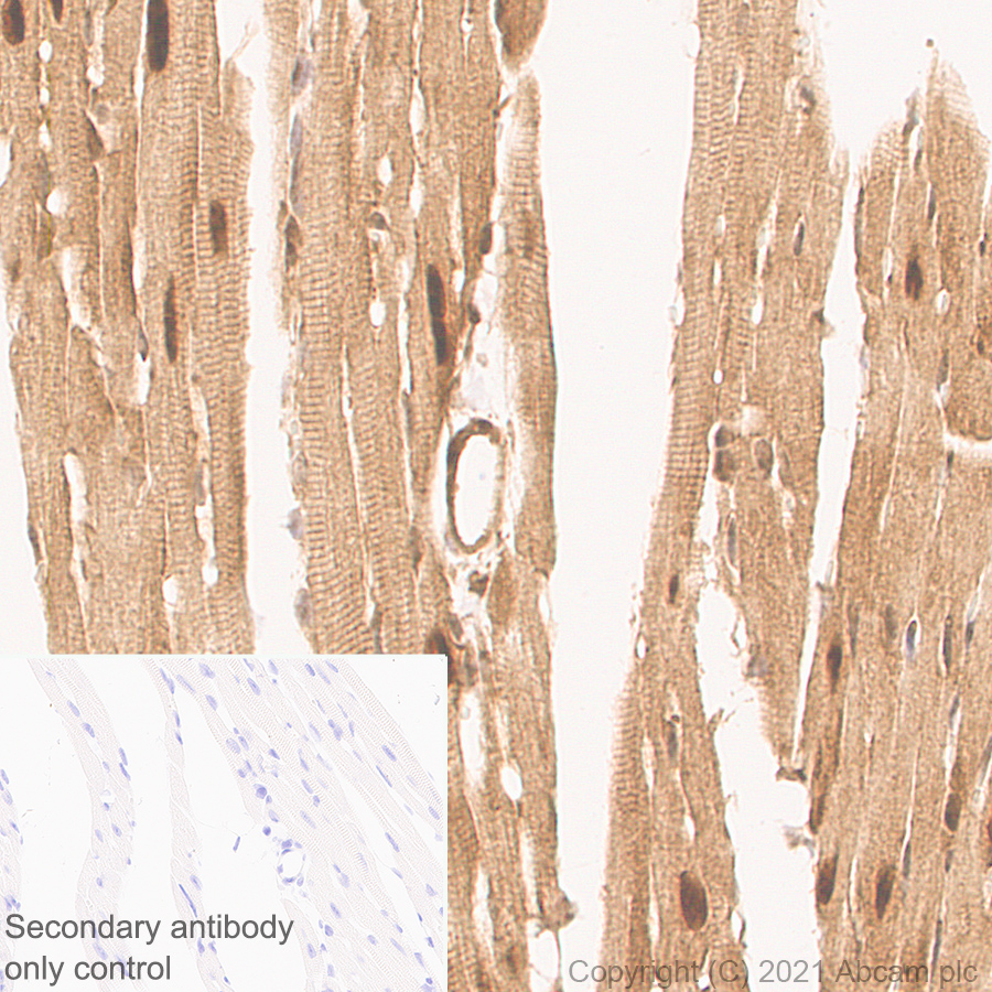 Immunohistochemistry (Formalin/PFA-fixed paraffin-embedded sections) - Anti-HUWE1/Mule antibody [EPR24361-13] - BSA and Azide free (AB282738), expandable thumbnail