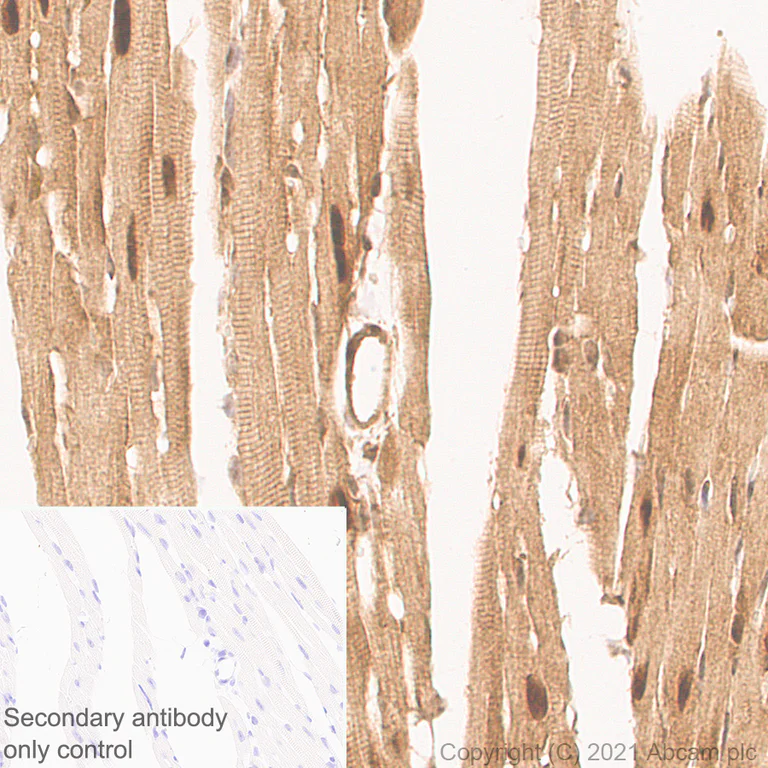 Immunohistochemistry (Formalin/PFA-fixed paraffin-embedded sections) - Anti-HUWE1/Mule antibody [EPR24361-13] - BSA and Azide free (AB282738)