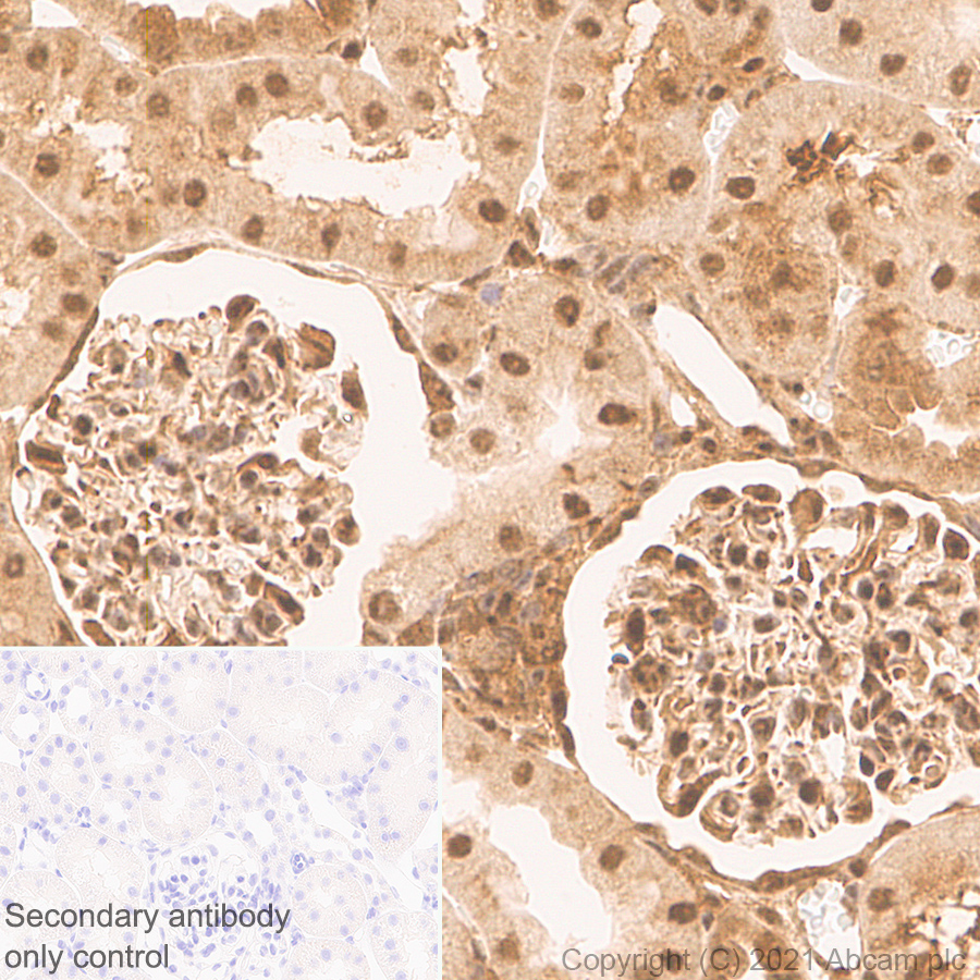 Immunohistochemistry (Formalin/PFA-fixed paraffin-embedded sections) - Anti-HUWE1/Mule antibody [EPR24361-13] - BSA and Azide free (ab282738), expandable thumbnail