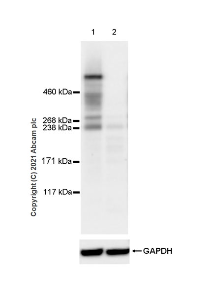 Western blot - Anti-HUWE1/Mule antibody [EPR24361-13] - BSA and Azide free (AB282738), expandable thumbnail