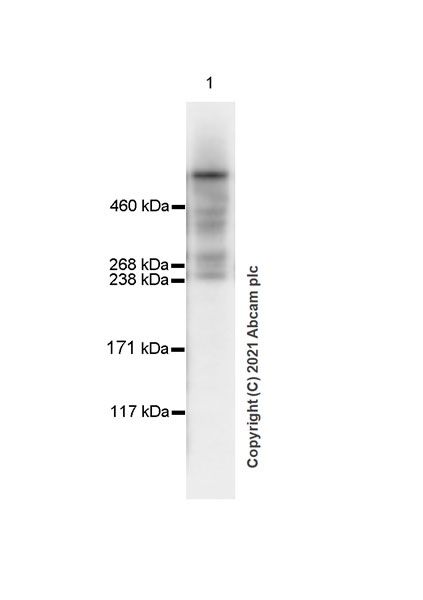 Western blot - Anti-HUWE1/Mule antibody [EPR24361-13] - BSA and Azide free (AB282738), expandable thumbnail