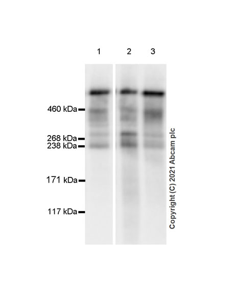 Western blot - Anti-HUWE1/Mule antibody [EPR24361-13] - BSA and Azide free (AB282738), expandable thumbnail