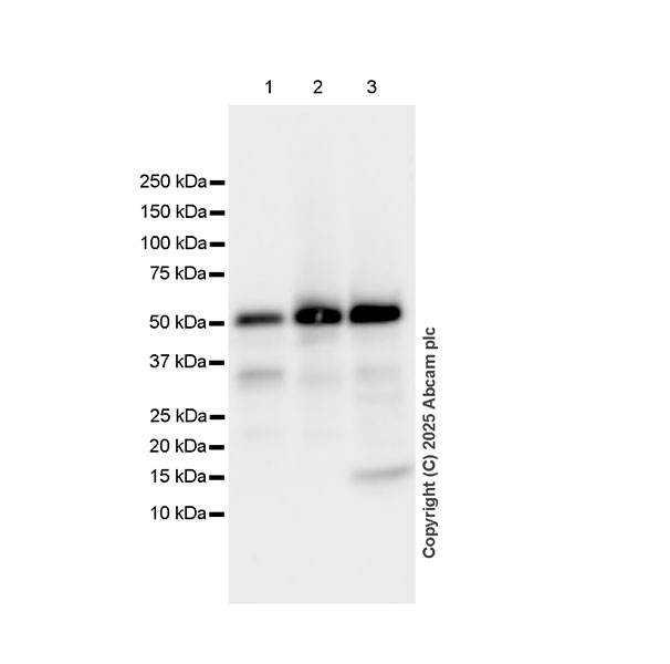 Western blot - Anti-HYAL2 antibody [EPR28917-156] (AB323609), expandable thumbnail