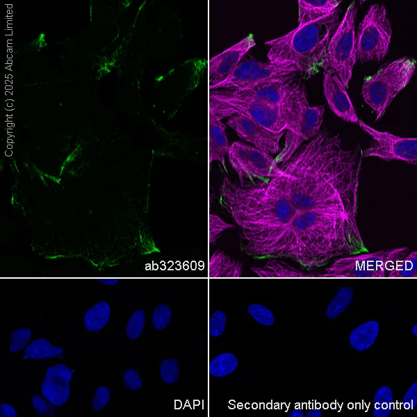Immunocytochemistry/ Immunofluorescence - Anti-HYAL2 antibody [EPR28917-156] - BSA and Azide free (AB323610)