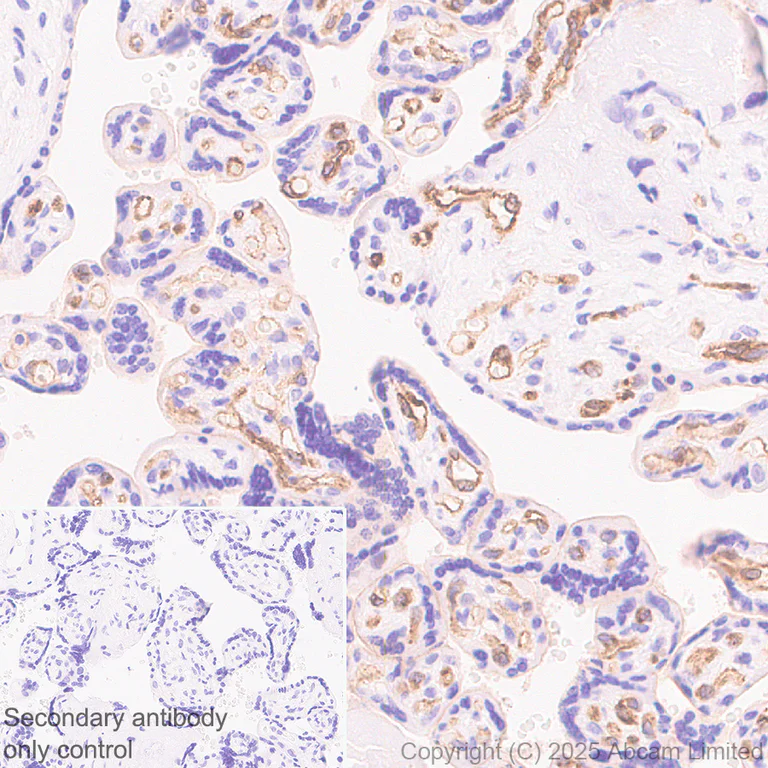 Immunohistochemistry (Formalin/PFA-fixed paraffin-embedded sections) - Anti-HYAL2 antibody [EPR28917-156] - BSA and Azide free (AB323610)