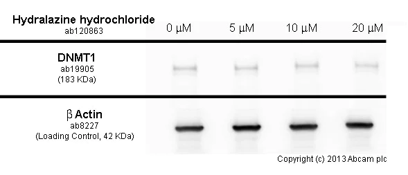 Functional Studies - Hydralazine hydrochloride, DNA methylation inhibitor. (AB120863)