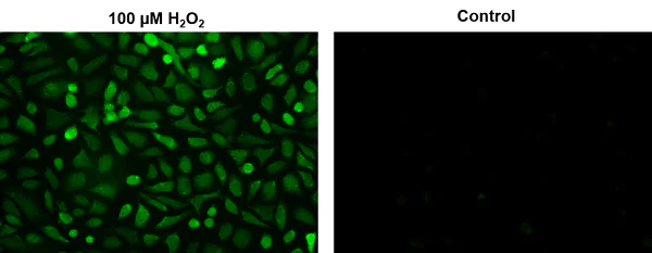 Functional Studies - Hydrogen Peroxide Assay Kit (Cell-based) (AB138874)
