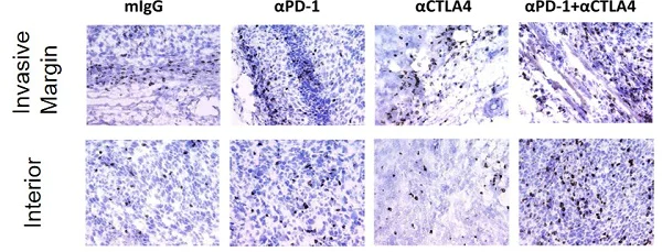 Immunohistochemistry (Frozen sections) - Hydrogen Peroxide Blocking Reagent (AB64218)