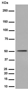 Western blot - Anti-Hydrogen Potassium ATPase Beta/ATP4B antibody [EPR8819(2)] - BSA and Azide free (AB250900)
