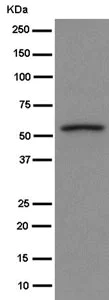 Western blot - Anti-Hydrogen Potassium ATPase Beta/ATP4B antibody [EPR8819(2)] - BSA and Azide free (AB250900)