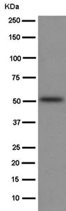 Western blot - Anti-Hydrogen Potassium ATPase Beta/ATP4B antibody [EPR8819(2)] - BSA and Azide free (AB250900)