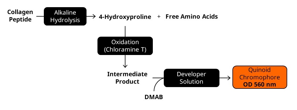 Biochemical assay - Hydroxyproline Assay Kit (Colorimetric) (ab222941), expandable thumbnail