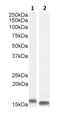 Western blot - Anti-I-FABP antibody (AB60272)