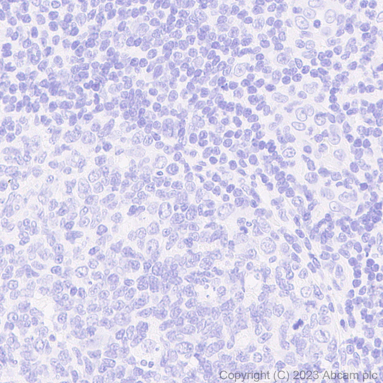 Immunohistochemistry (Formalin/PFA-fixed paraffin-embedded sections) - Anti-I-FABP antibody [EPR7136] - BSA and Azide free (AB248190)