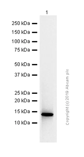 Western blot - Anti-I-FABP antibody [EPR7136] - BSA and Azide free (AB248190)
