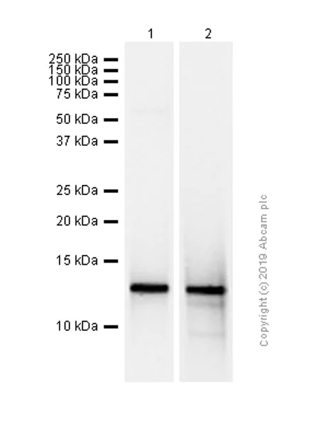 Western blot - Anti-I-FABP antibody [EPR7136] - BSA and Azide free (AB248190)