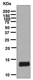 Western blot - Anti-I-FABP antibody [EPR7137] (AB126744)