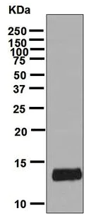 Western blot - Anti-I-FABP antibody [EPR7137] (AB126744)