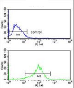 Flow Cytometry (Intracellular) - Anti-IB-1 antibody (AB230341)