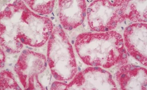 Immunohistochemistry (Formalin/PFA-fixed paraffin-embedded sections) - Anti-IB-1 antibody (AB230341)