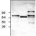 Western blot - Anti-IB-1 antibody (AB24449)