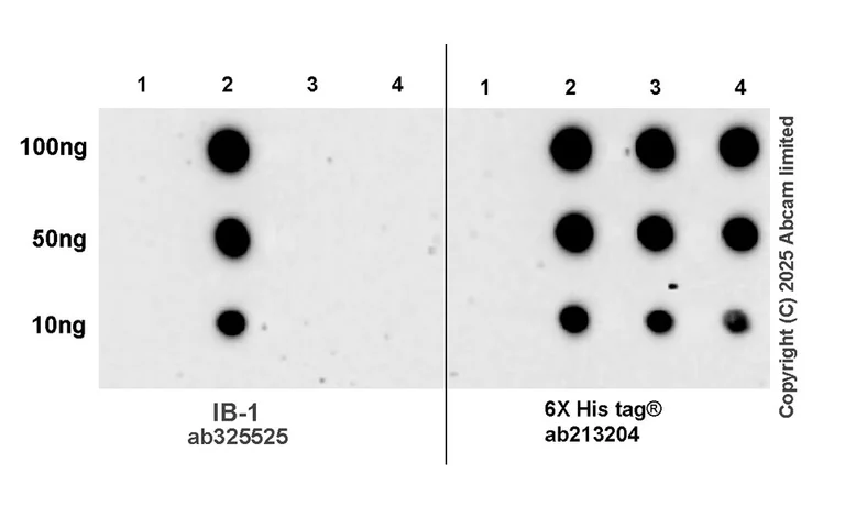Dot Blot - Anti-IB-1 antibody [EPR30423-508] (AB325525)