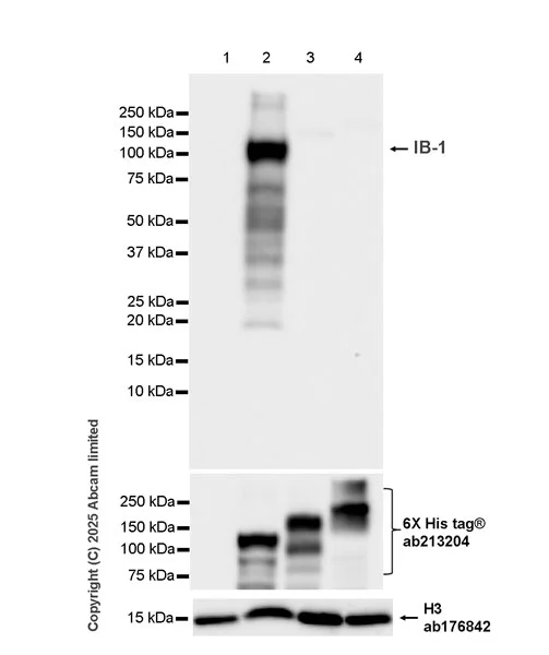 Western blot - Anti-IB-1 antibody [EPR30423-508] (AB325525)