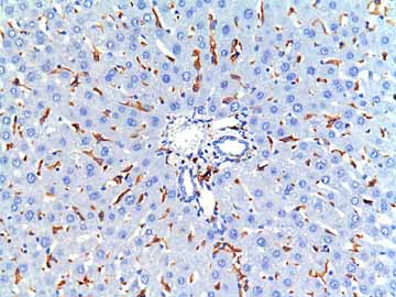 Immunohistochemistry (Formalin/PFA-fixed paraffin-embedded sections) - Anti-Iba1 antibody (AB107159), expandable thumbnail