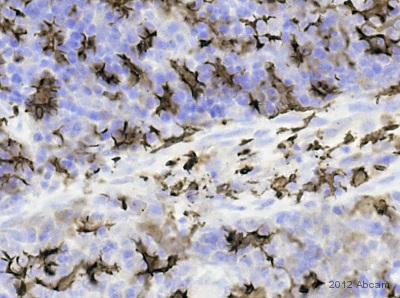 Immunohistochemistry (Formalin/PFA-fixed paraffin-embedded sections) - Anti-Iba1 antibody (AB107159), expandable thumbnail
