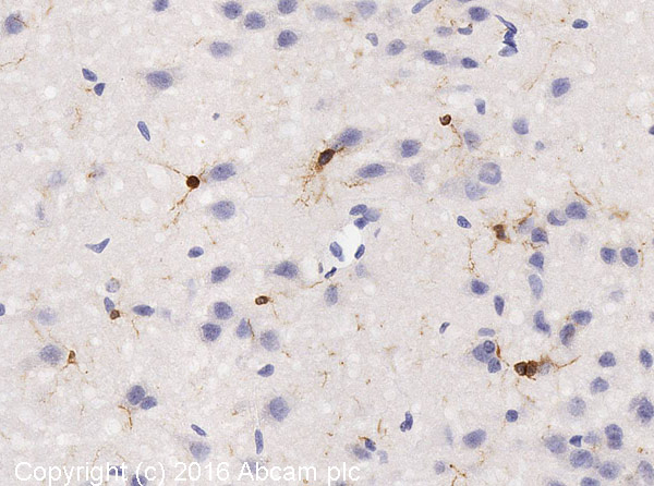 Immunohistochemistry (Formalin/PFA-fixed paraffin-embedded sections) - Anti-Iba1 antibody (AB108539), expandable thumbnail