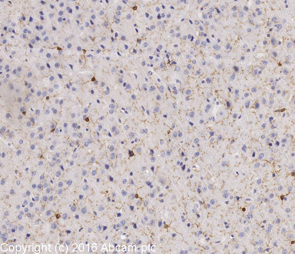 Immunohistochemistry (Formalin/PFA-fixed paraffin-embedded sections) - Anti-Iba1 antibody (AB108539), expandable thumbnail