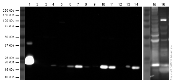Western blot - Anti-Iba1 antibody (AB108539), expandable thumbnail
