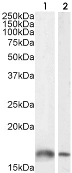 Western blot - Anti-Iba1 antibody (AB5076), expandable thumbnail