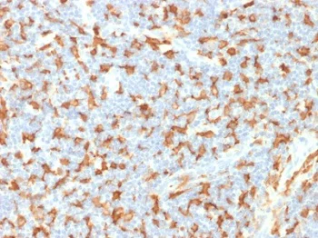 Immunohistochemistry (Formalin/PFA-fixed paraffin-embedded sections) - Anti-Iba1 antibody [AIF1/1909] - BSA and Azide free (AB237829)