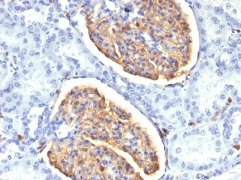 Immunohistochemistry (Formalin/PFA-fixed paraffin-embedded sections) - Anti-Iba1 antibody [AIF1/1909] - BSA and Azide free (AB237829)