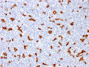 Immunohistochemistry (Formalin/PFA-fixed paraffin-embedded sections) - Anti-Iba1 antibody [AIF1/1909] - Microglia marker (AB237987)