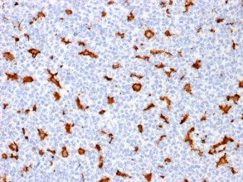 Immunohistochemistry (Formalin/PFA-fixed paraffin-embedded sections) - Anti-Iba1 antibody [AIF1/1909] - Microglia marker (AB237987)