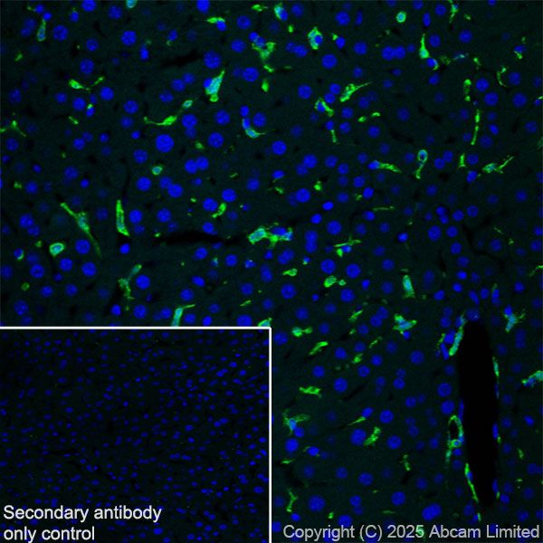 Immunohistochemistry (Frozen sections) - Anti-Iba1 antibody [EPR16588] (ab178846), expandable thumbnail