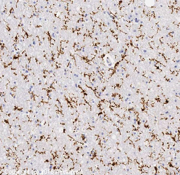 Immunohistochemistry (Formalin/PFA-fixed paraffin-embedded sections) - Anti-Iba1 antibody [EPR16588] - BSA and Azide free (AB220815)