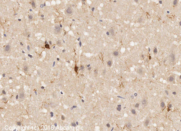 Immunohistochemistry (Formalin/PFA-fixed paraffin-embedded sections) - Anti-Iba1 antibody [EPR16588] - BSA and Azide free (AB220815)